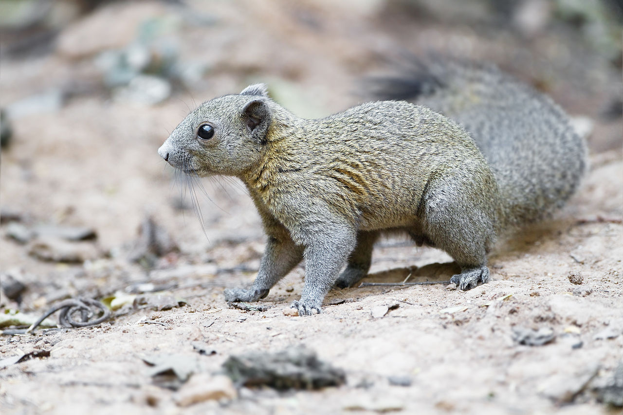 Squirrels And Roof Damages They Can Cause