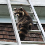 raccoon removal Scarborough
